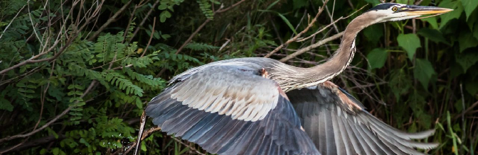 Great Blue Heron